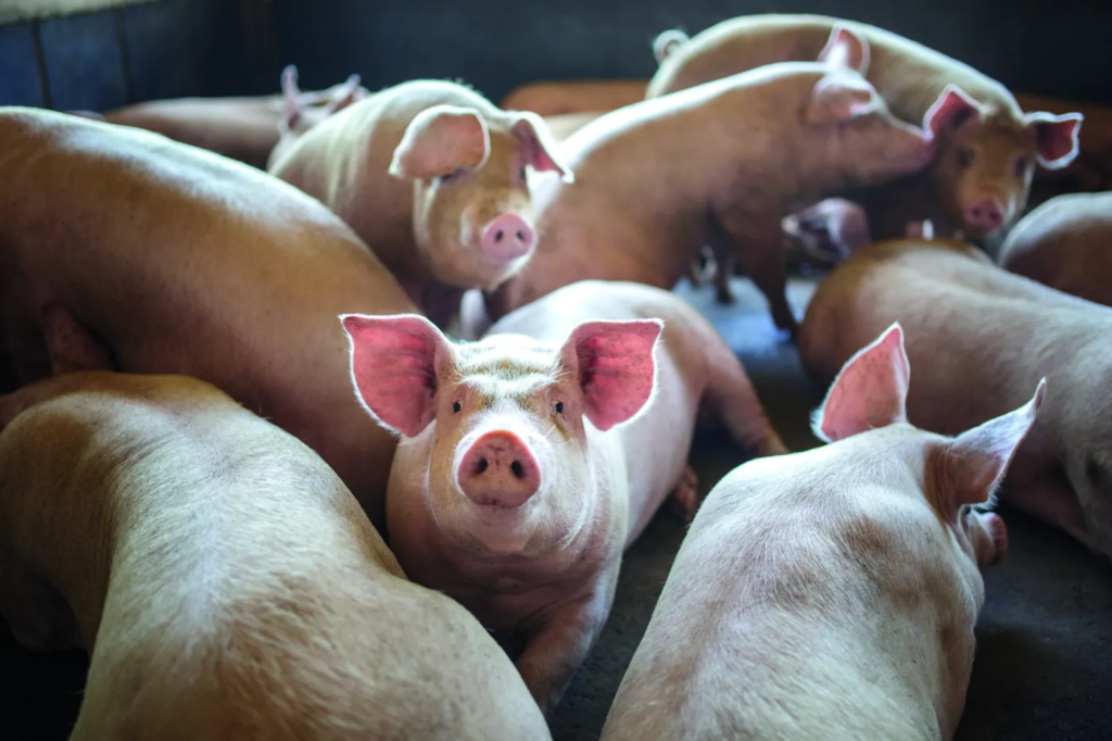 Projetos de lei sobre animais multiplicam no Congresso. De 72 projetos envolvendo animais de produção que tramitaram na Câmara, só 10 tiveram avanços positivos.